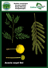 Vachellia seyal