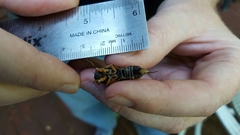 Magicicada cassinii