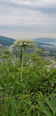 Heracleum stevenii