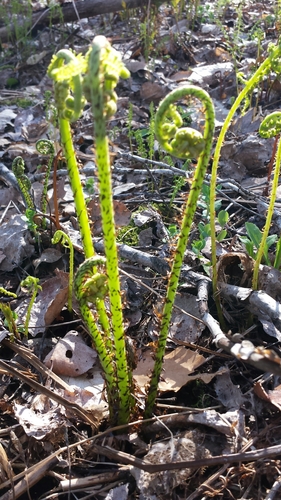 Athyrium angustum (Athyrium angustum)