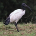 African Sacred Ibis - Photo (c) CI Jay, some rights reserved (CC BY-NC), uploaded by CI Jay