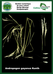Andropogon gayanus