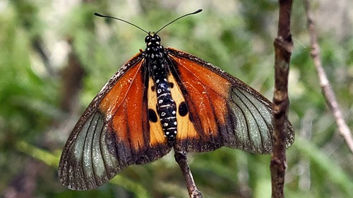 Acraea strattipocles