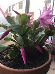 Rhipsalidopsis gaertneri