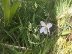 Viola lactea