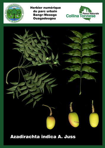 Neem