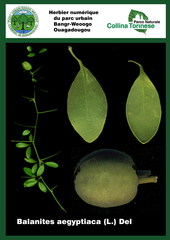 Balanites aegyptiaca