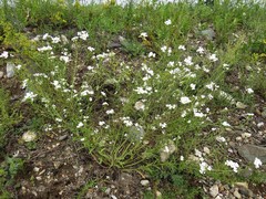 Dontostemon pinnatifidus