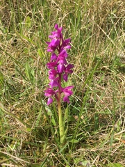 Orchis mascula