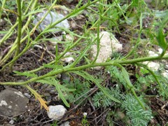 Dontostemon pinnatifidus