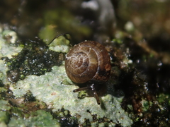 Punctoidea