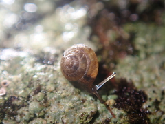 Punctoidea