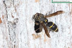 Allodynerus mandschuricus