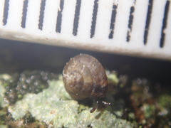 Punctoidea