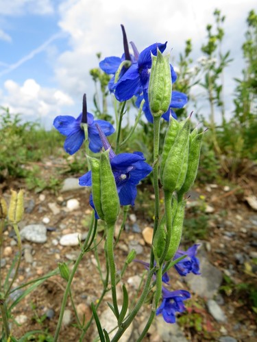 Siberian larkspur
