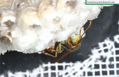Polistes snelleni