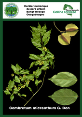 Combretum micranthum