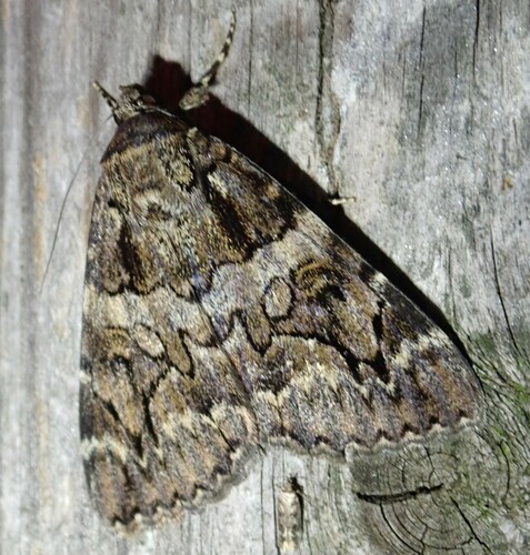 Catocala coniuncta