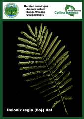 Delonix regia