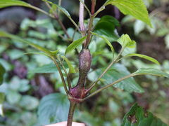 Procecidochares utilis