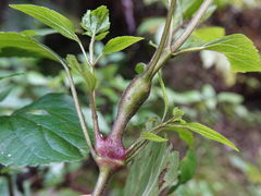 Procecidochares utilis