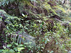 Procecidochares utilis