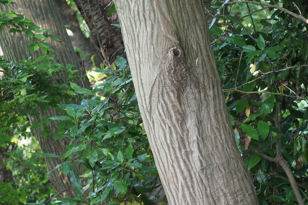 Trăn Nhật – Carpinus tschonoskii