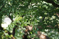 Carpinus tschonoskii