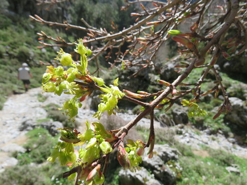 Image of Acer sempervirens by (c) Ronald Flipphi, some rights reserved (CC BY-SA)