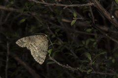 Pseudocoremia indistincta