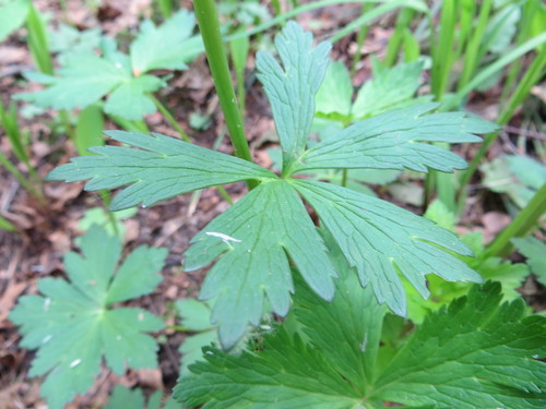 European Globeflower