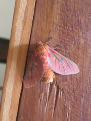 Balacra caeruleifascia