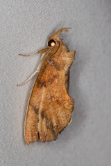 Goniapteryx servia