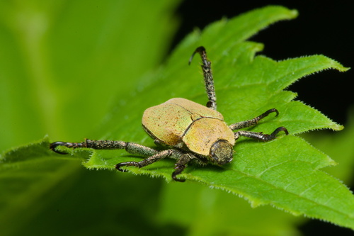 Mountain monkey beetle photo 3