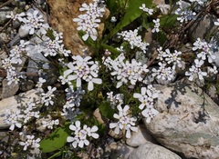 Iberis