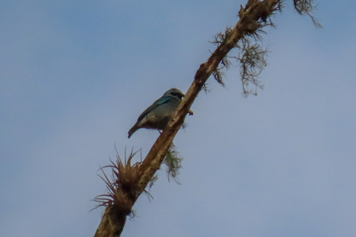 Masked Tanager (Stilpnia nigrocincta), photo 9