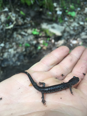 Plethodon punctatus