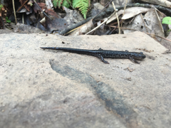 Plethodon punctatus