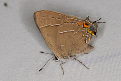 Satyrium favonius autolycus