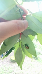 Chrysocoris fascialis