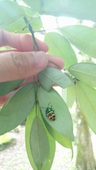 Chrysocoris fascialis