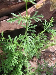 Nepeta annua