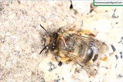 Anthophora melanognatha