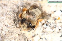 Anthophora melanognatha
