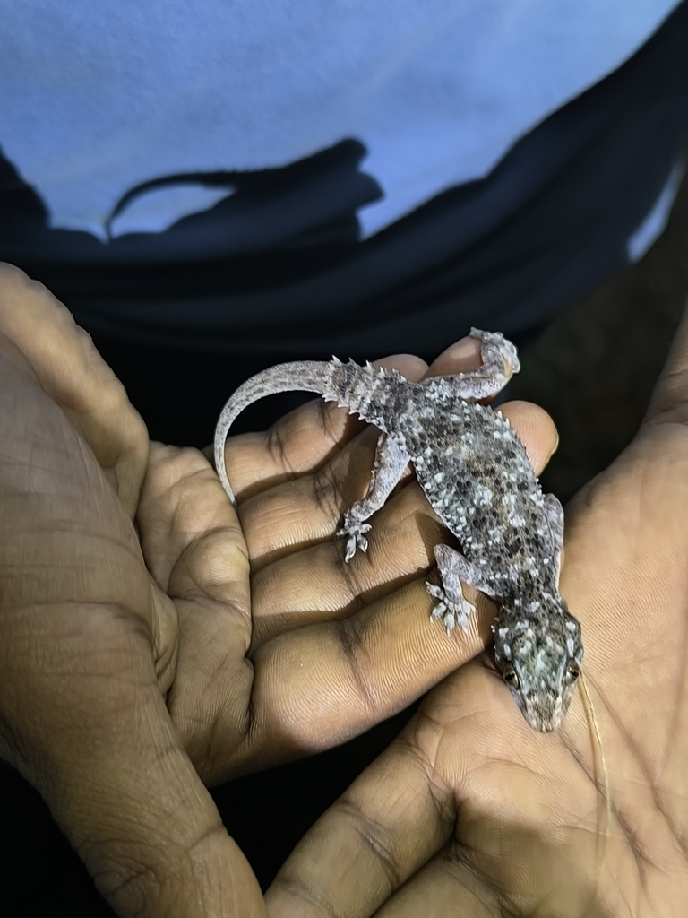 Devarayana Durga Hills Half-Toed Gecko
