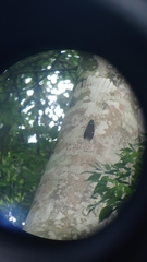 Formotosena seebohmi