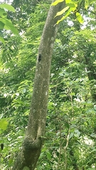 Formotosena seebohmi