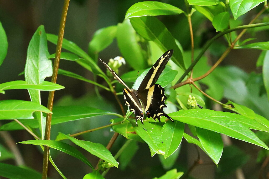 Bahamian Swallowtail from North Key Largo, FL 33037, USA on May 19 ...