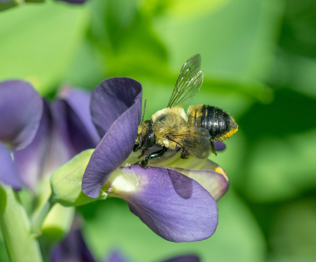 Megachile mucida