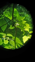 Formotosena seebohmi